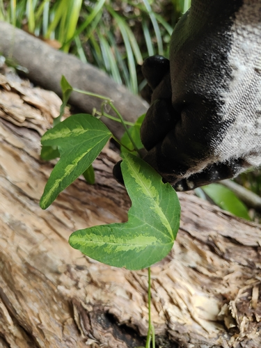 Passiflora apetala