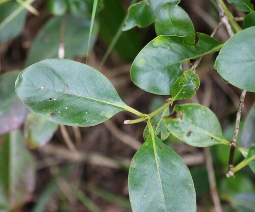 Coprosma macrocarpa