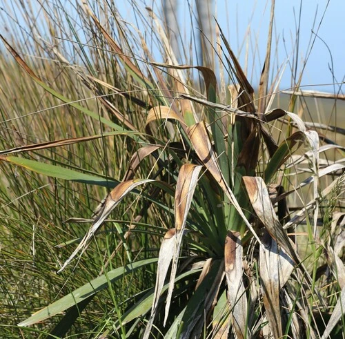 Yuccas