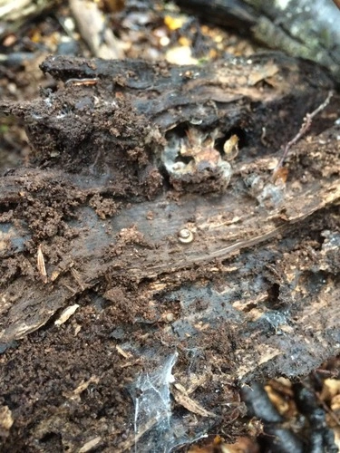 Round-backed Millipedes