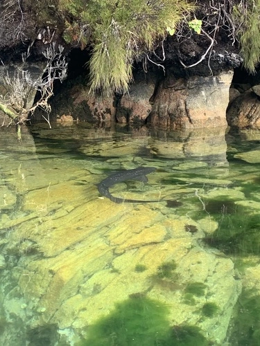 Broadnose Sevengill Shark