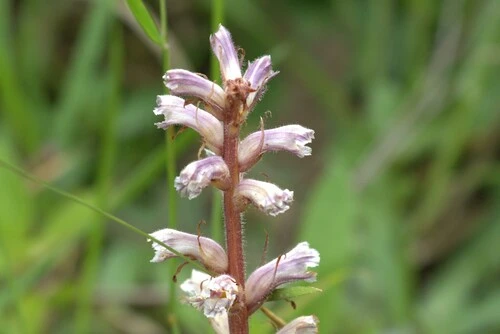 Common Broomrape