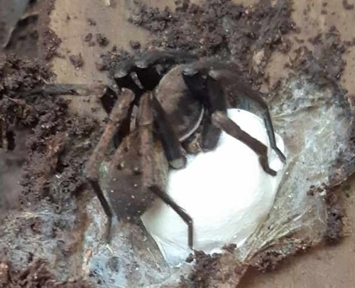 Large Brown Vagrant Spider