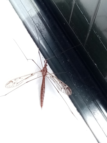 Swamp Crane Fly