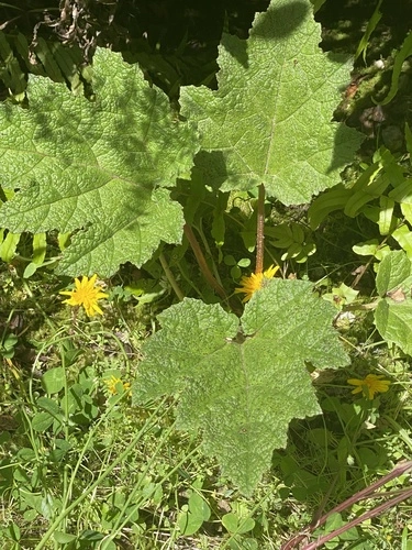 Farvegunnera