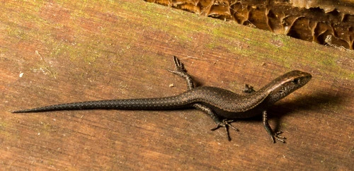 Rainbow skink