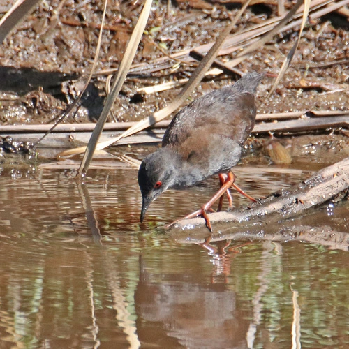 Spotless Crake