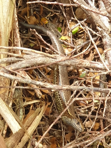 Speckled Skink