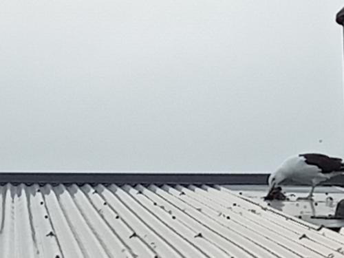 Karoro (Black-backed Gull)