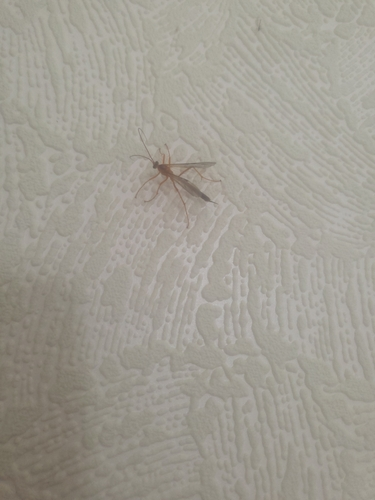 Orange Ichneumonid wasp
