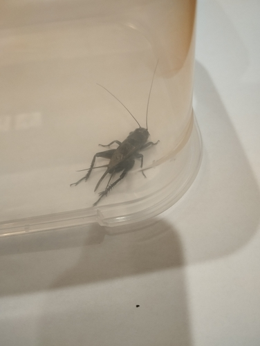 Australian Black Field Cricket