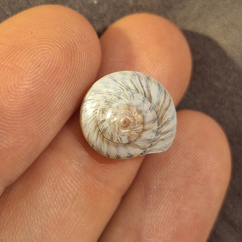 Wheel Shell