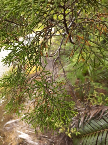 yellow silver-pine