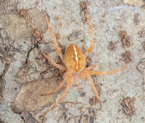 Colaranea