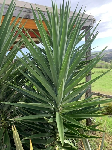 Yuccas
