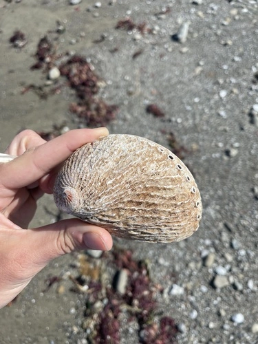 Haliotis australis