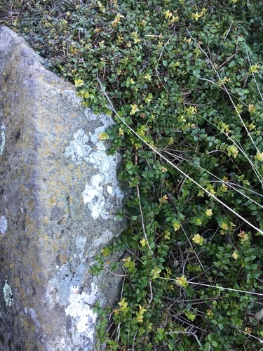 White Climbing Rata