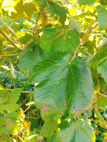sycamore maple