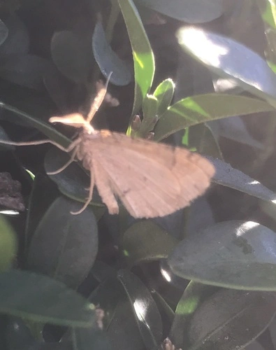 Carpet Moths