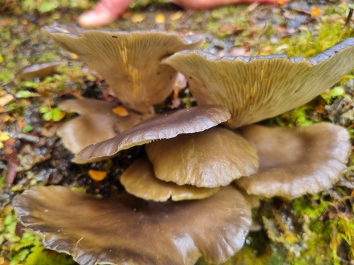 Pleurotineae