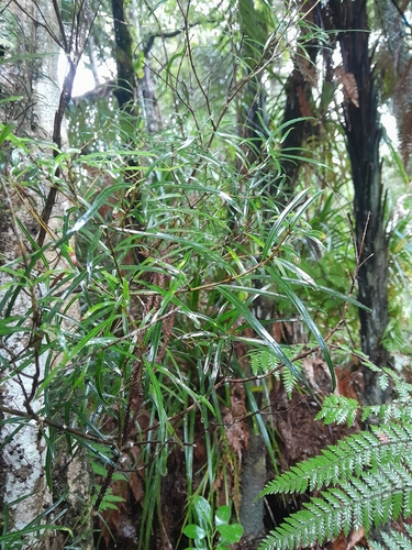 Narrow leaved maire