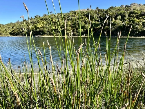 Sharp Spike Sedge