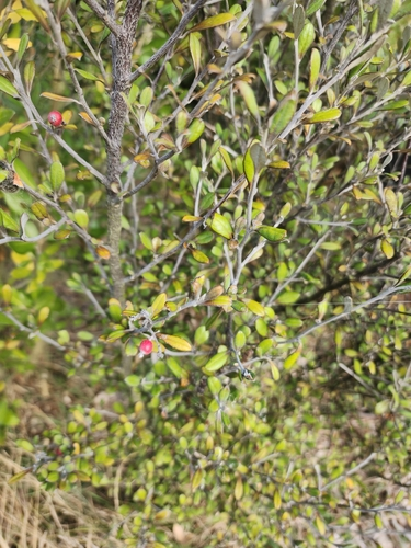 Corokia × virgata