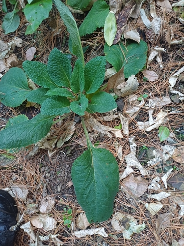 purple foxglove