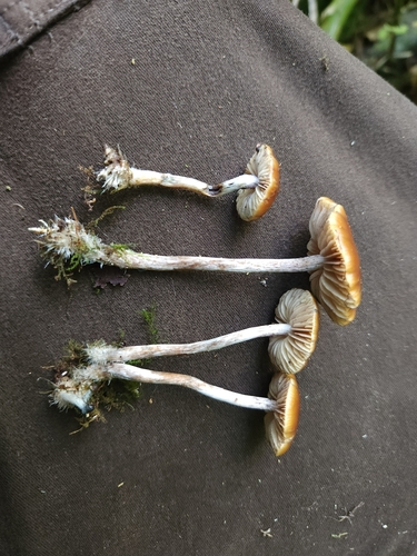 Psilocybe subaeruginosa