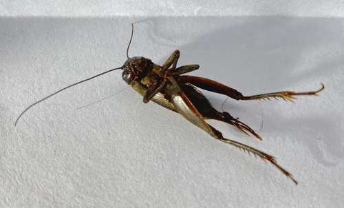 Australian Black Field Cricket
