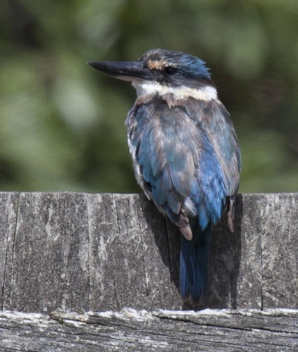 New Zealand Kingfisher