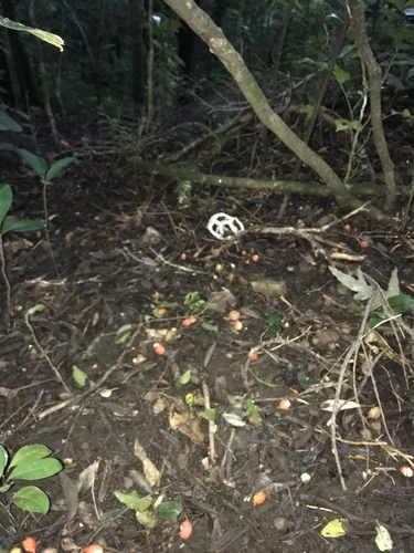 white basket fungus