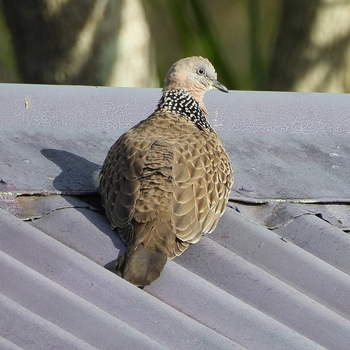 Southeast Asian Spotted Dove