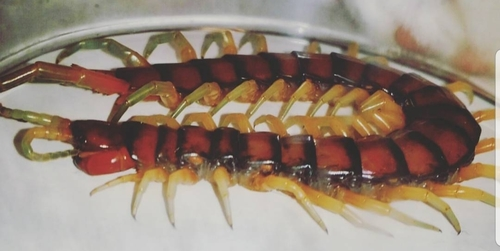 New Zealand giant centipede