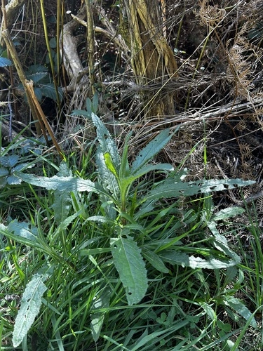 coastal burnweed
