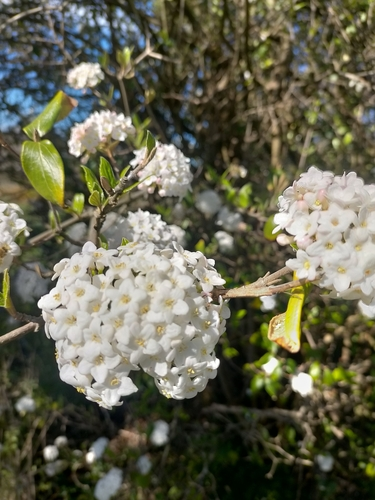 fragrant snowball viburnum