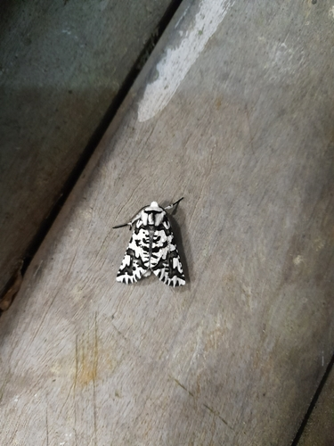 North Island Lichen Moth