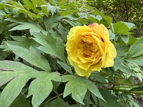 芍药属