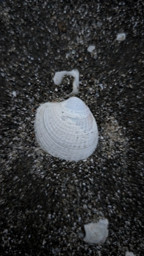 New Zealand Cockle