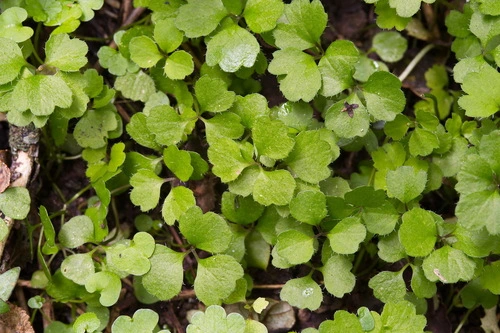 Azorella hookeri