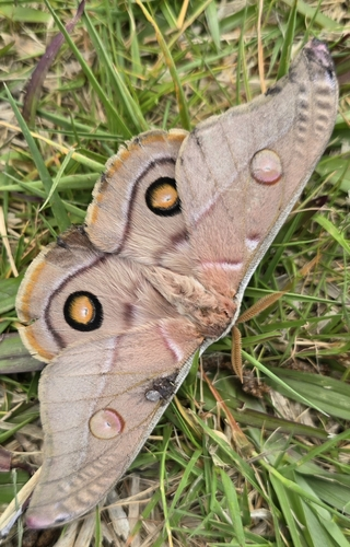 Emperor Gum Moth