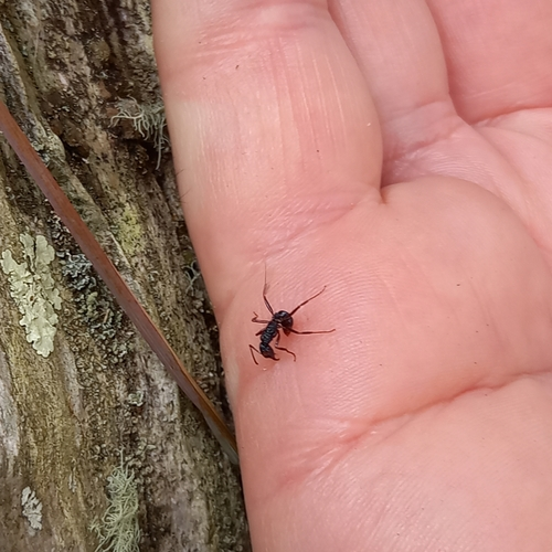 Blue Pony Ant