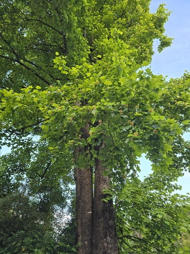 tulip tree