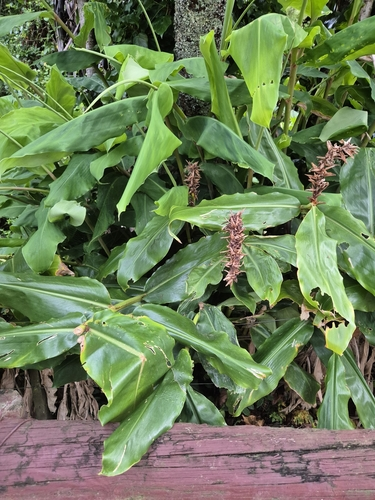 Kahili ginger