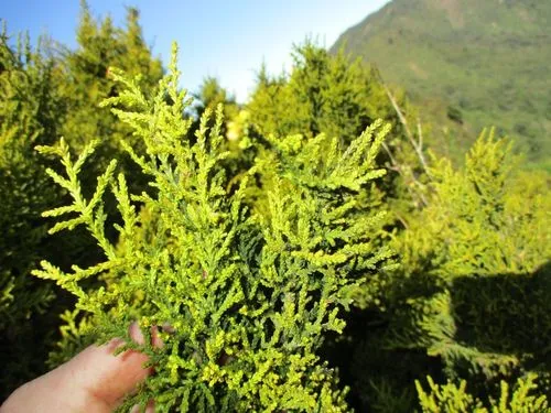 yellow silver-pine