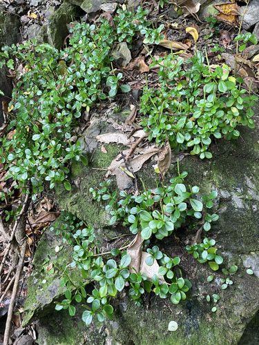 Peperomia urvilleana
