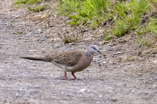 Southeast Asian Spotted Dove