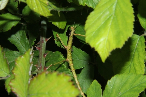 Prickly Stick Insect