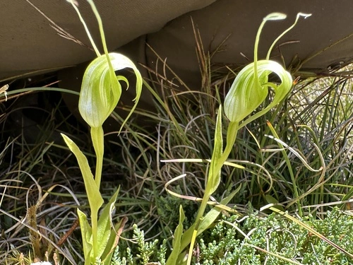 Pterostylis oliveri