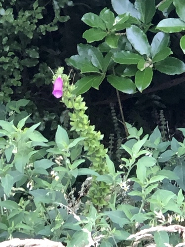 purple foxglove